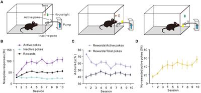 Dynamic Changes of Arc Expression in Dorsal Striatum of Mice After Self-Administration of Sucrose